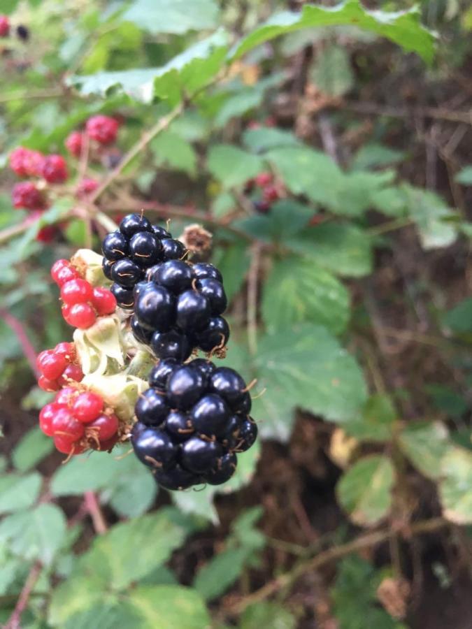 坎德莱达Mirada A Gredos别墅 外观 照片